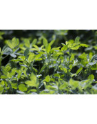Alfalfa Sprouting Seed Australia Bulk