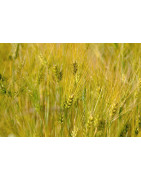 barley