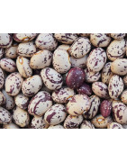 Borlotti Bean seed for sprouting