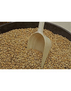 Pinto beans for sprouting