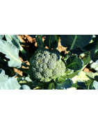 Broccoli seed for sprouting