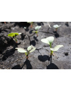 Daikon seed for sprouting