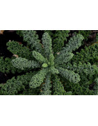 Kale Sprouting Seed