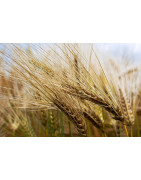 Khorosan seed for sprouting
