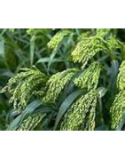 Millet