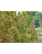 quinoa