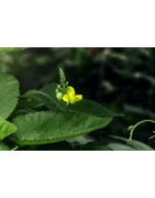 Mung Bean seed for sprouting
