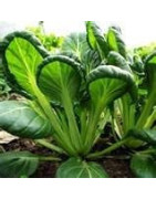 tatsoi