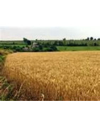 wheat
