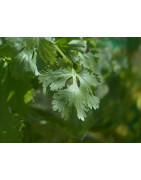 Coriander seeds for sprouting