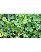 Fenugreek seed for sprouting
