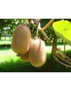 kiwi fruit