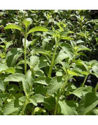 stevia
