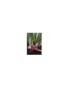 onion