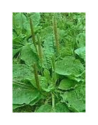 plantain