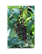 Pokeberry