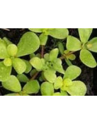 purslane