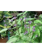 vervain