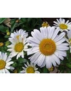 pyrethrum