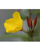 Evening Primrose