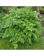 Chervil