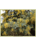Silver Wattle