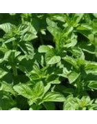 Pennyroyal