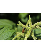 Amaranth
