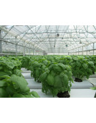 Basil Seed