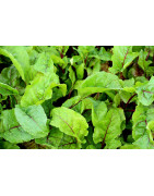 Beet seed