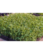 chervil