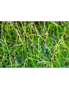chives