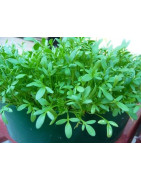 cress