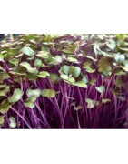Kohlrabi