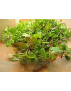 lemon balm