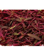 orach