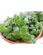 oregano