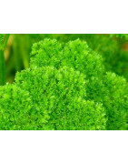 parsley