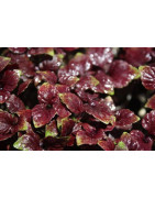 shiso