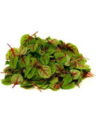 sorrel