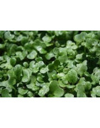 tatsoi