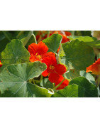 Edible Flowers