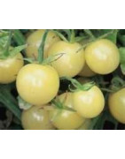 tomatoes-early varieties