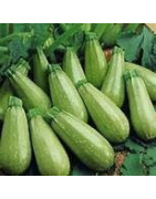 zucchinni