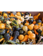 gourd