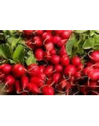 radish