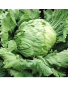 lettuce