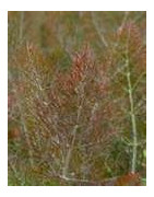 fennel
