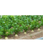 celeriac