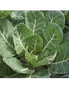 collards